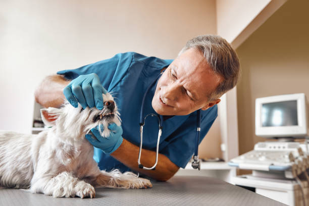 Reliable WY Emergency Dentist Solutions